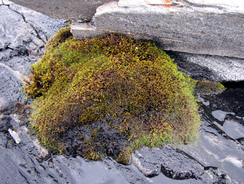 Hygrohypnum luridum